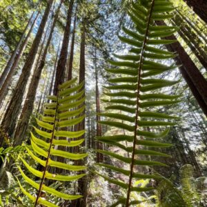 Курс «Объятия флоры»