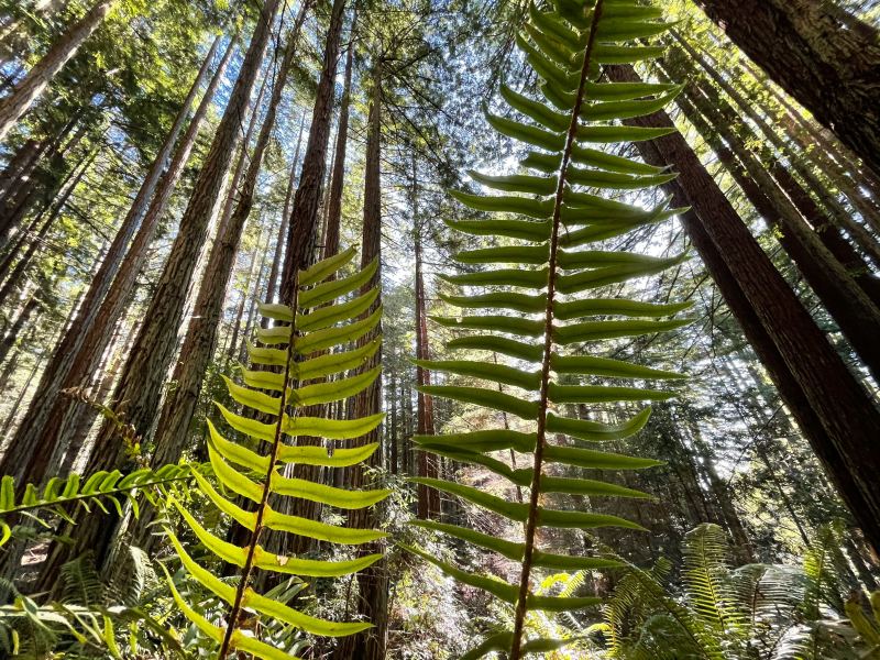 Курс «Объятия флоры»